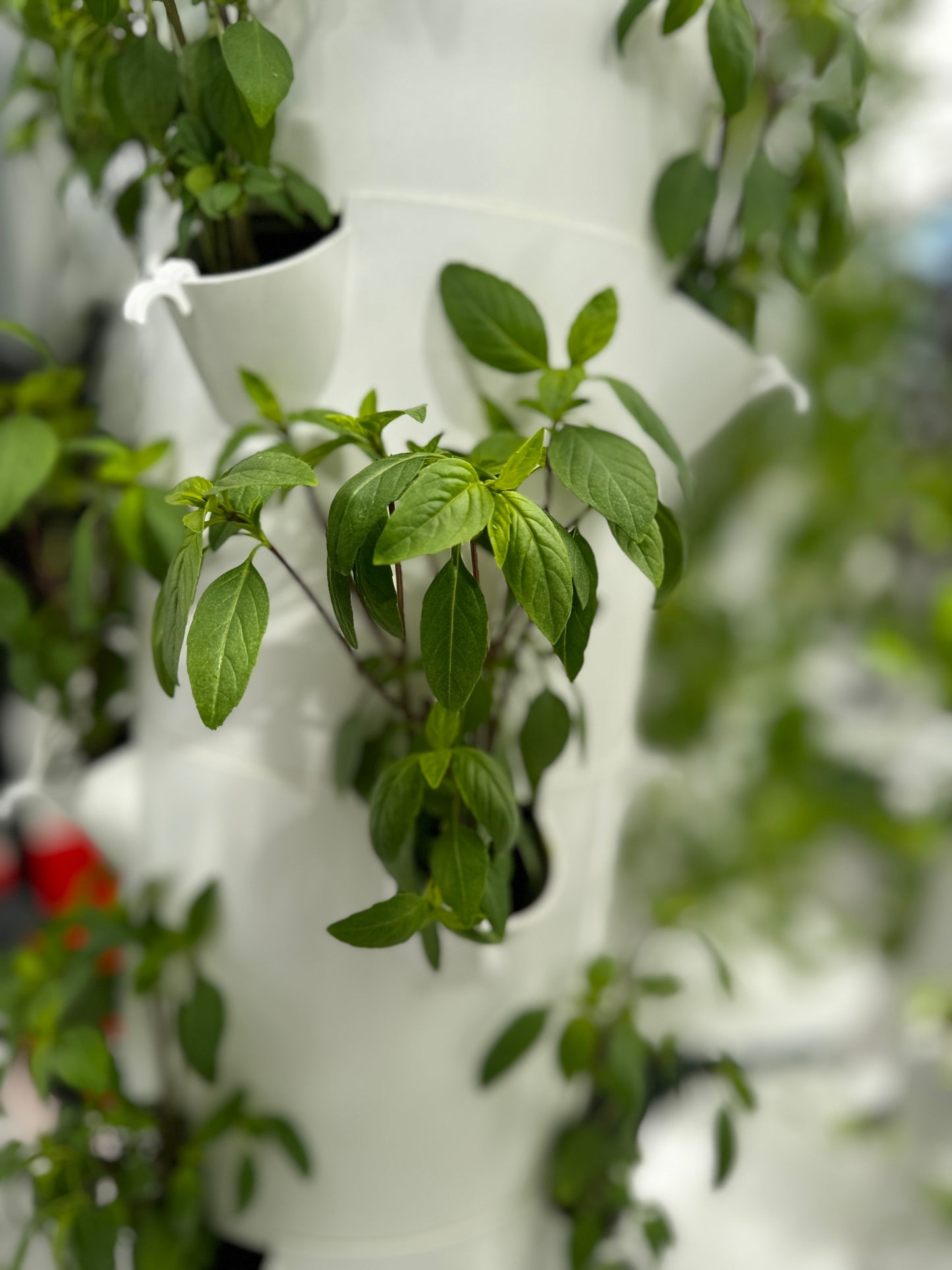 Thai Basil