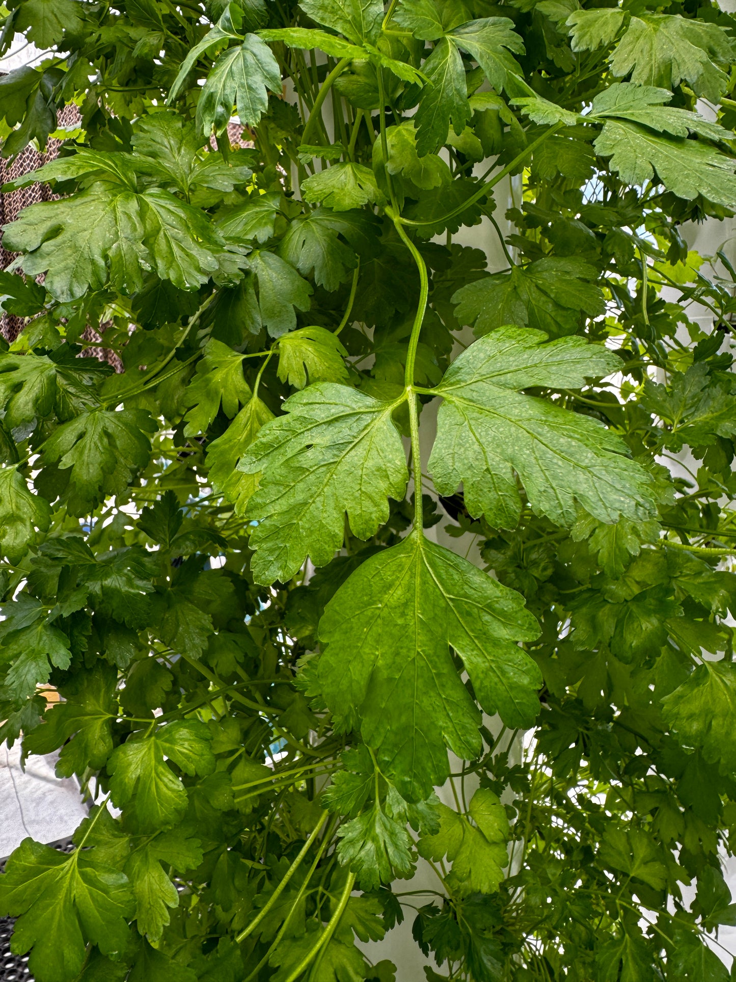 Parslry in an aeroponic tower garden